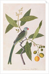 Parakeet by School Chinese