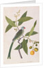 Parakeet by School Chinese