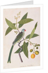 Parakeet by School Chinese