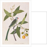 Parakeet by School Chinese