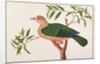 Green Imperial Pigeon by School Chinese