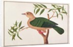 Green Imperial Pigeon by School Chinese