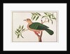 Green Imperial Pigeon by School Chinese