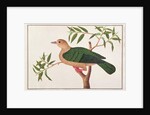 Green Imperial Pigeon by School Chinese