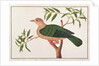 Green Imperial Pigeon by School Chinese