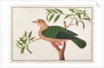 Green Imperial Pigeon by School Chinese