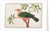 Green Imperial Pigeon by School Chinese
