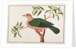Green Imperial Pigeon by School Chinese