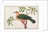 Green Imperial Pigeon by School Chinese