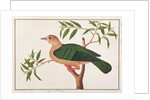 Green Imperial Pigeon by School Chinese