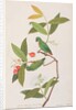 Blue-crowned Hanging Parrot by School Chinese