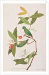 Blue-crowned Hanging Parrot by School Chinese