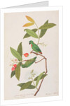 Blue-crowned Hanging Parrot by School Chinese