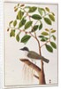 Large Woodshrike by School Chinese