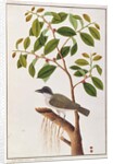Large Woodshrike by School Chinese