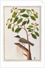 Large Woodshrike by School Chinese