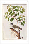 Large Woodshrike by School Chinese