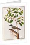 Large Woodshrike by School Chinese