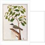 Large Woodshrike by School Chinese