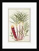 Sugar Cane, Teboo Gagak by School Chinese