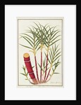 Sugar Cane, Teboo Gagak by School Chinese