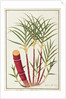 Sugar Cane, Teboo Gagak by School Chinese