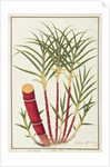 Sugar Cane, Teboo Gagak by School Chinese
