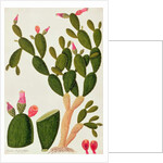 Liedah Badah, Cardasse Cochenille by School Chinese