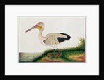 Pelican, Boorong Java by School Chinese