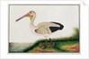 Pelican, Boorong Java by School Chinese