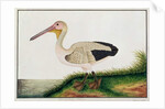 Pelican, Boorong Java by School Chinese