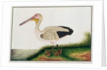Pelican, Boorong Java by School Chinese
