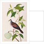 Custard Apple, Poke Nona Caprie with Boorong Pooney Sieole by School Chinese