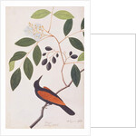 Greater Coucal by School Chinese