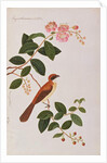 Brown Shrike by School Chinese