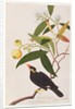 Hill Myna by School Chinese
