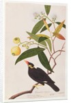 Hill Myna by School Chinese