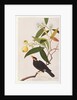 Hill Myna by School Chinese