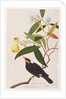 Hill Myna by School Chinese