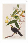 Hill Myna by School Chinese