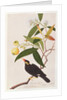 Hill Myna by School Chinese