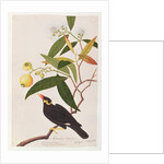 Hill Myna by School Chinese