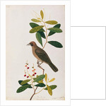 Bua Sambey, Boorong Baroo Baroo by School Chinese