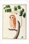 Owl, Boorong antoo by School Chinese