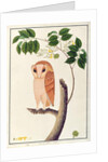 Owl, Boorong antoo by School Chinese