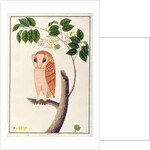 Owl, Boorong antoo by School Chinese