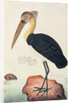 Ardea Argala by School Chinese