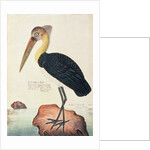 Ardea Argala by School Chinese