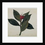 Sonamukhi, or Senna by Indian School