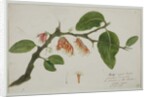 Dendrophthoe falcata, 1785 by Anna Maria Jones